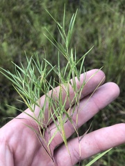 Dichanthelium aciculare