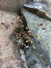 Aleuritopteris argentea