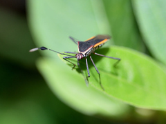 Plapigus circumcinctus