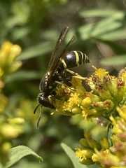 Ancistrocerus adiabatus