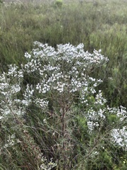 Eupatorium mohrii
