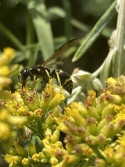Ancistrocerus adiabatus