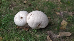 Calvatia lilacina