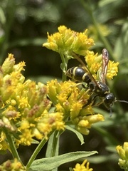 Ancistrocerus adiabatus