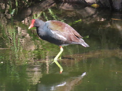 Gallinula galeata