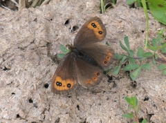 Erebia