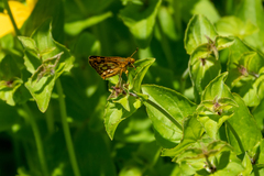 Carterocephalus skada