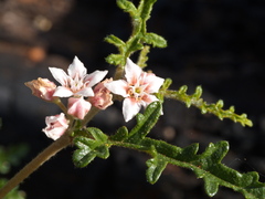Androcalva pedleyi