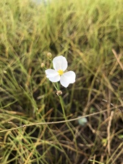 Sagittaria isoetiformis
