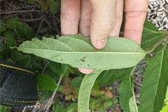 Rotheca myricoides