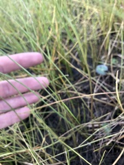 Sagittaria isoetiformis