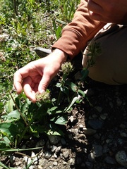 Penstemon whippleanus