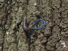 Plestiodon