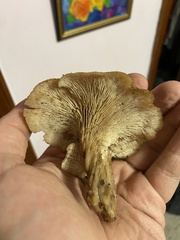 Hohenbuehelia petaloides