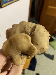 Hohenbuehelia petaloides