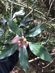 Cryptocarya triplinervis