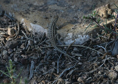 Sceloporus graciosus