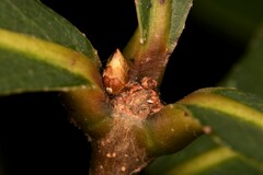 Quercus laurifolia