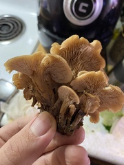 Hohenbuehelia petaloides