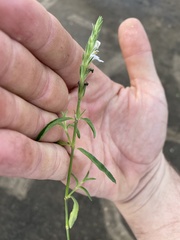 Rostellularia adscendens