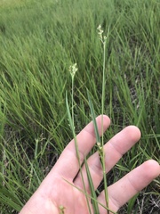 Scleria muehlenbergii