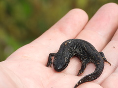 Triturus cristatus