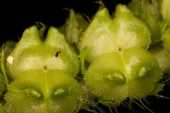 Heliotropium indicum