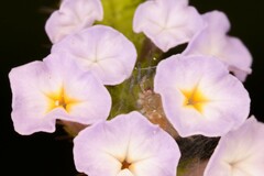 Heliotropium indicum