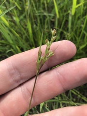 Scleria muehlenbergii