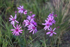 Senecio speciosus
