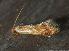 Philonome clemensella