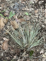 Tillandsia bartramii