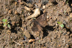 Erynnis persius