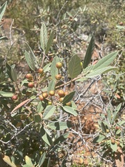Frangula californica tomentella