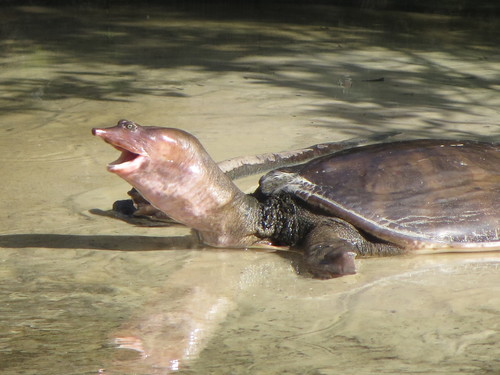 Florida Softshell Turtle, photo 2 of 9