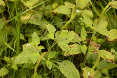Heliotropium indicum
