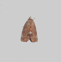 Hypsoropha hormos