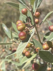 Frangula californica tomentella