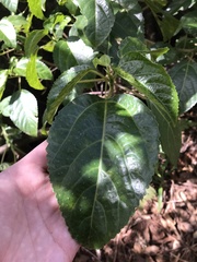 Dendrocnide photiniiphylla