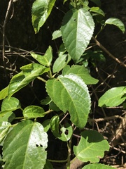 Dendrocnide photiniiphylla