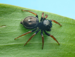 Zenodorus orbiculatus