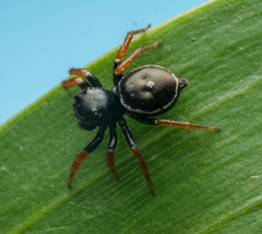Zenodorus orbiculatus