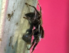 Plexippus paykulli
