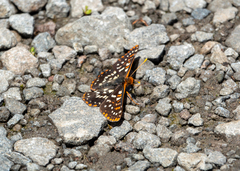 Euphydryas colon