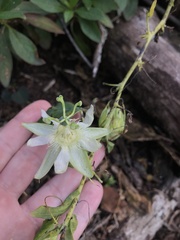 Passiflora subpeltata