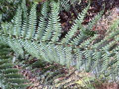 Polystichum proliferum