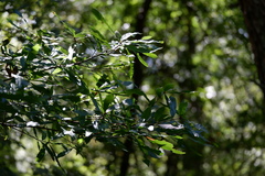 Quercus phellos