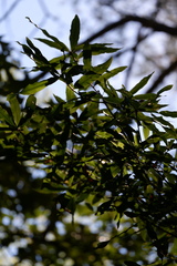 Quercus phellos
