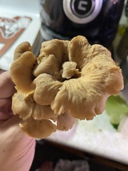 Hohenbuehelia petaloides