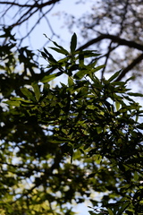 Quercus phellos